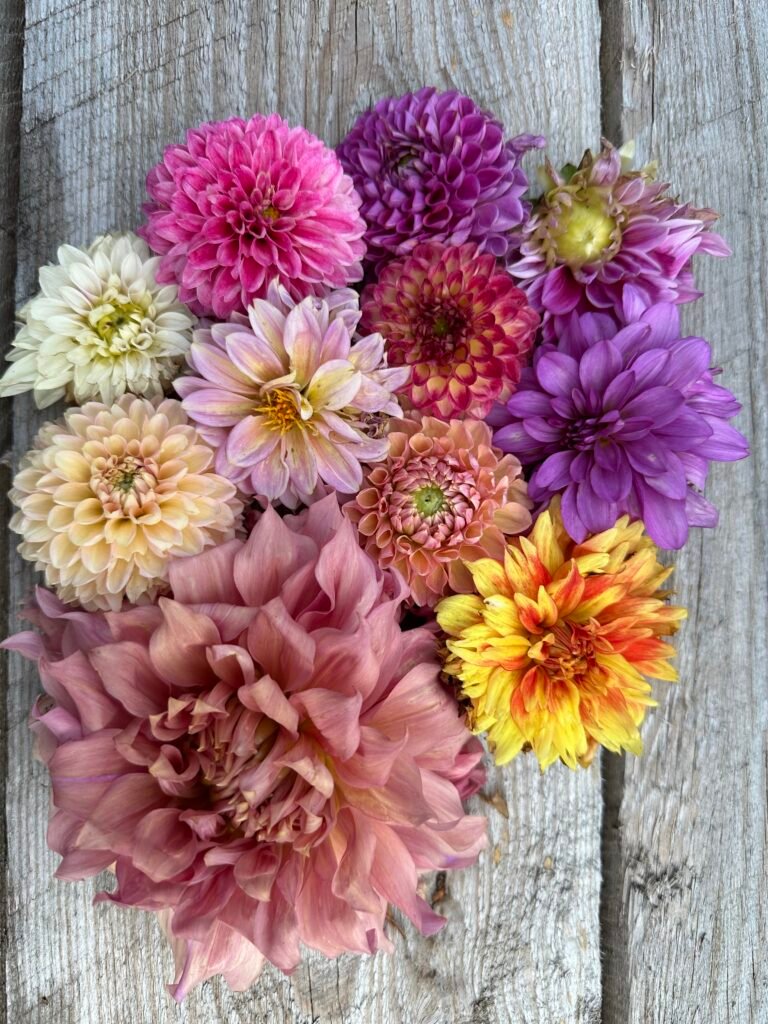 50 Tubers - Grower's Pick