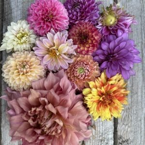 50 Tubers - Grower's Pick