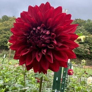 Spartacus - OUT OF STOCK