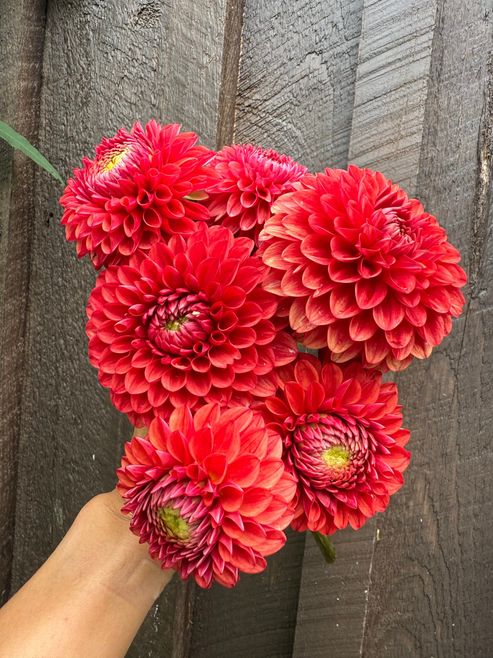 Brown sugar - Image 2