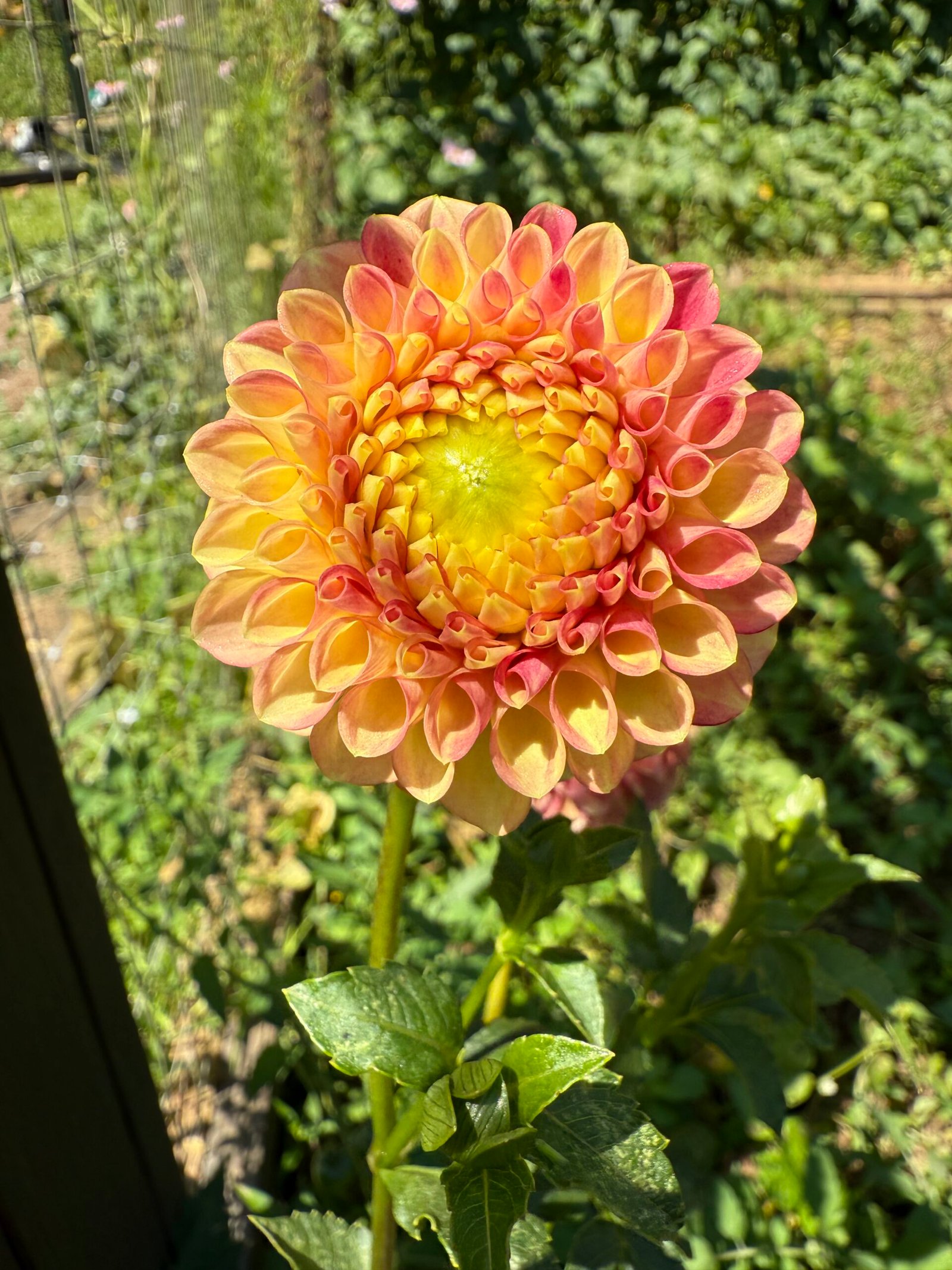 Snoho Doris - Image 2