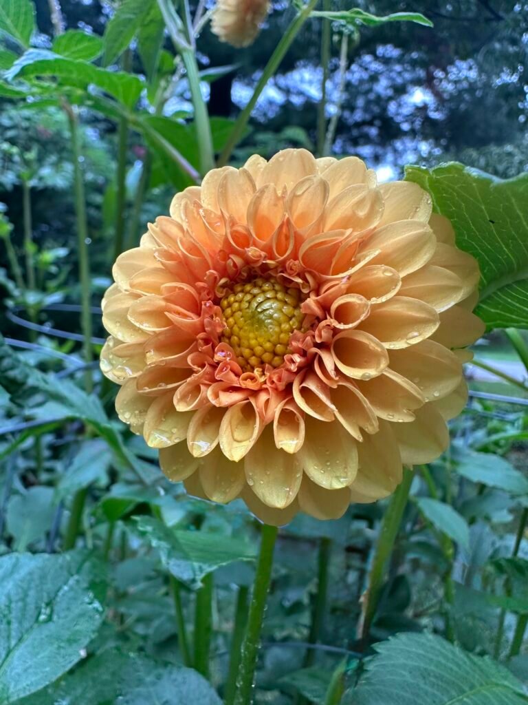 Golden Sceptre