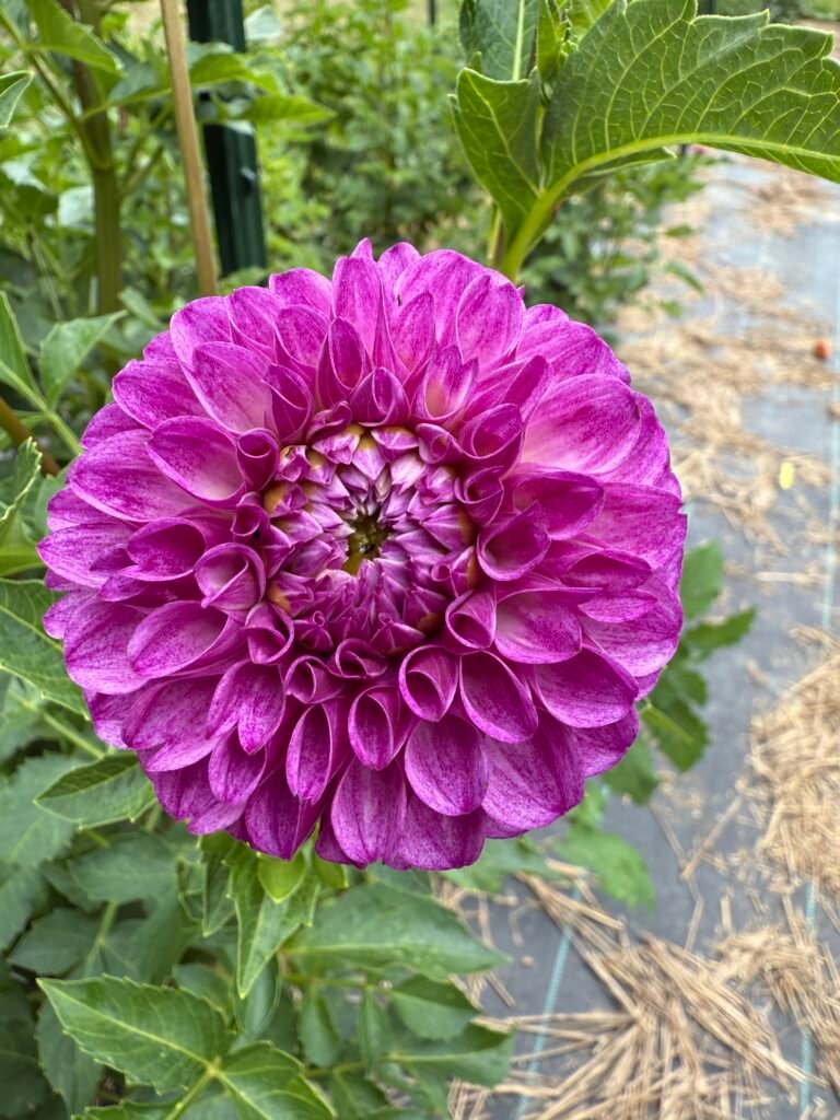 Robann Royal - OUT OF STOCK