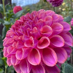 Caitlin's Joy - OUT OF STOCK