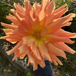 Mystery Copper Peach