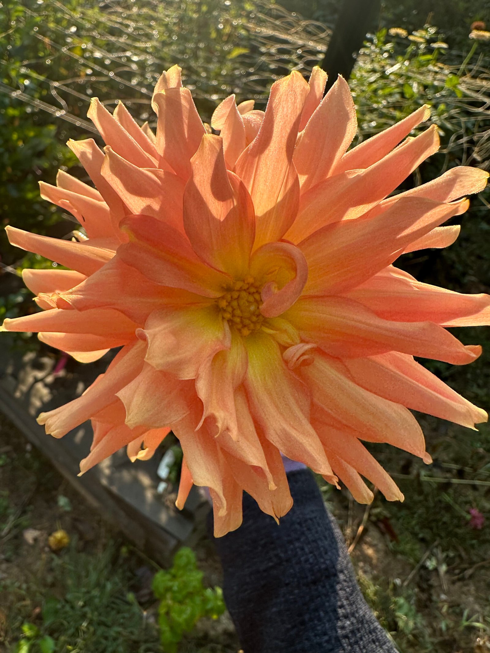 Mystery Copper Peach