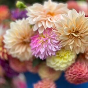 Growers pick 100 labeled tubers